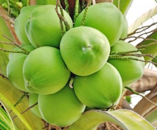 Hương dừa  (Coconut Fr.o)